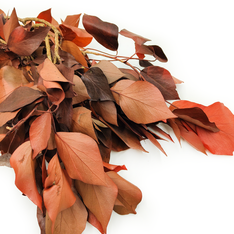 Bluszcz Stabilizowany Czerwony zbliz.png