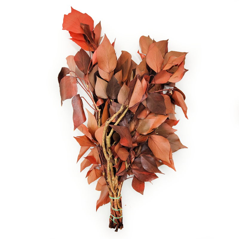 Bluszcz Stabilizowany Czerwony caly.png