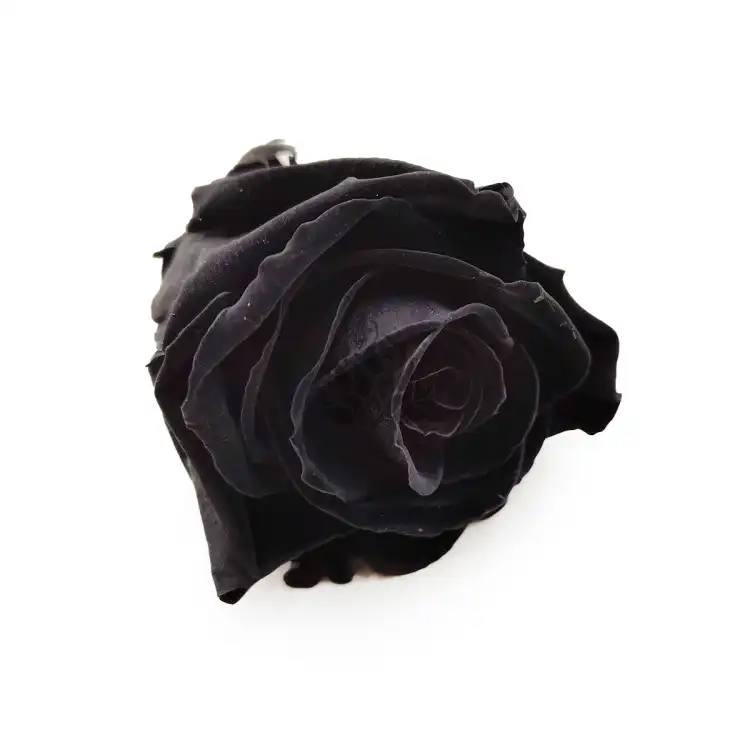 Róża Stabilizowana Carbon Black skos.png