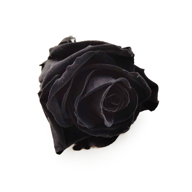 Róża Stabilizowana Carbon Black skos.png