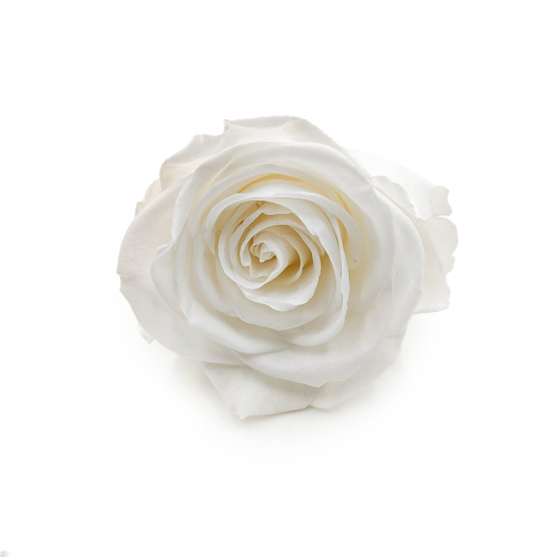 Róża Stabilizowana Ivory okladka.png