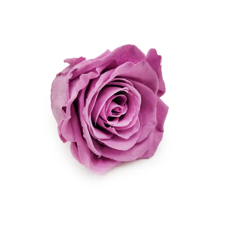 Róża Stabilizowana Lilac skos.png