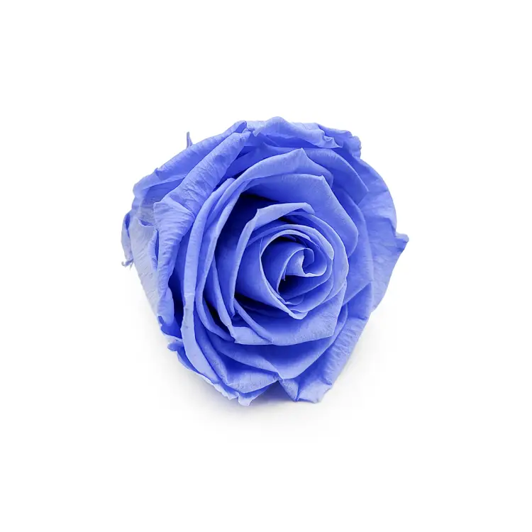 Róża Stabilizowana Marine Blue skos.png