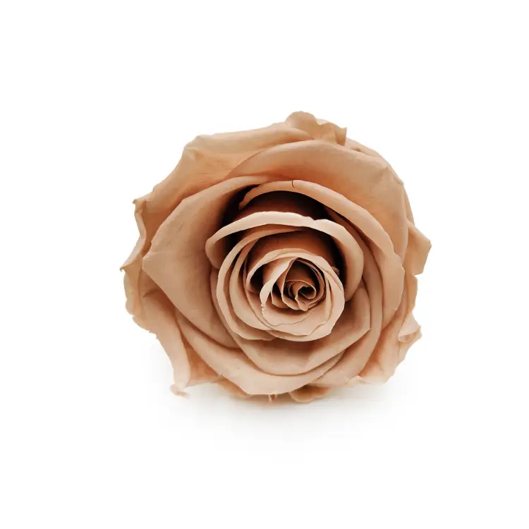 Róża Stabilizowana Nude okladka.png