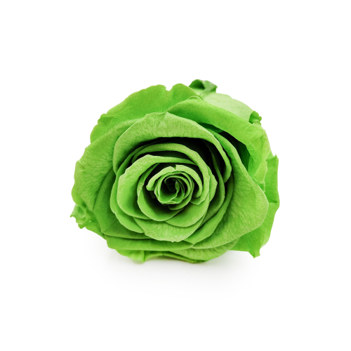 Róża Stabilizowana Prairie Green okladka.png