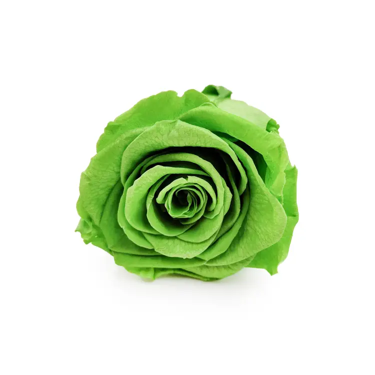 Róża Stabilizowana Prairie Green okladka.png