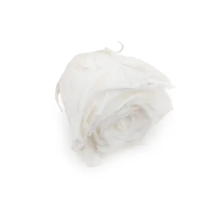 Róża Stabilizowana Princess White gora.png