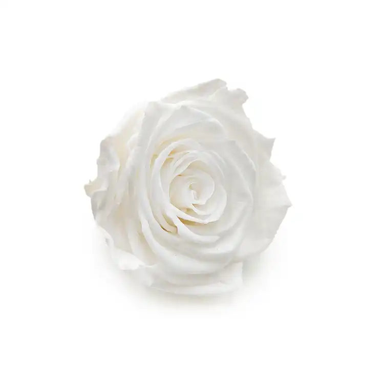 Róża Stabilizowana Princess White skos.png