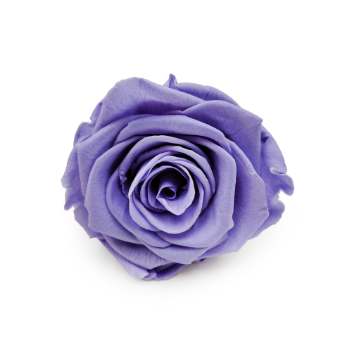 Róża Stabilizowana Very Grape okladka.png