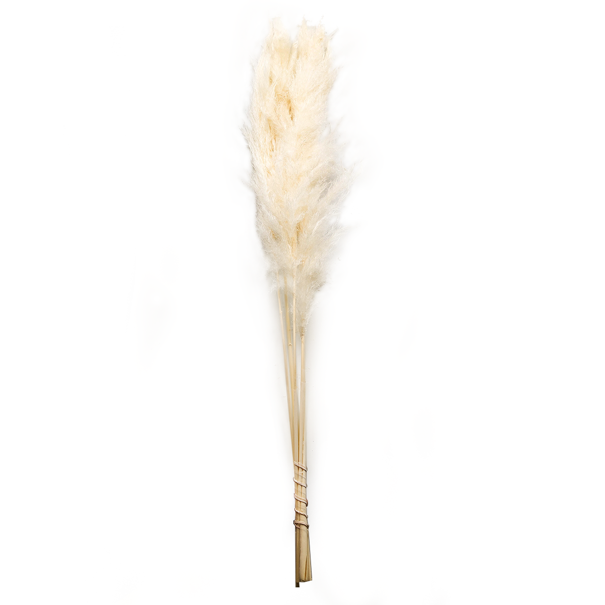 Pampas Grass Bleached - (Cortaderia Selloana) - 5pcs bouquet