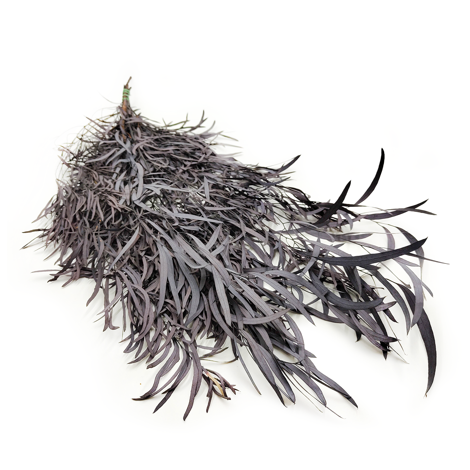 Preserved Eucalyptus - Nicoly - Dark Burgundy