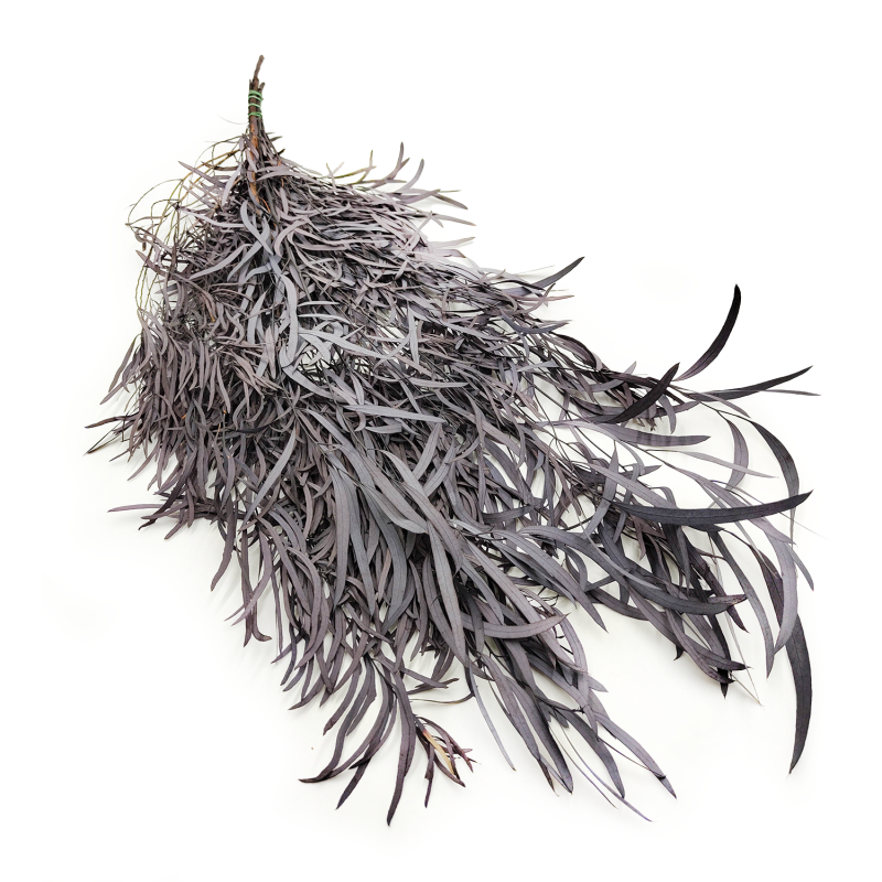 Eukaliptus Nicoly Ciemno bordowy okl1.png