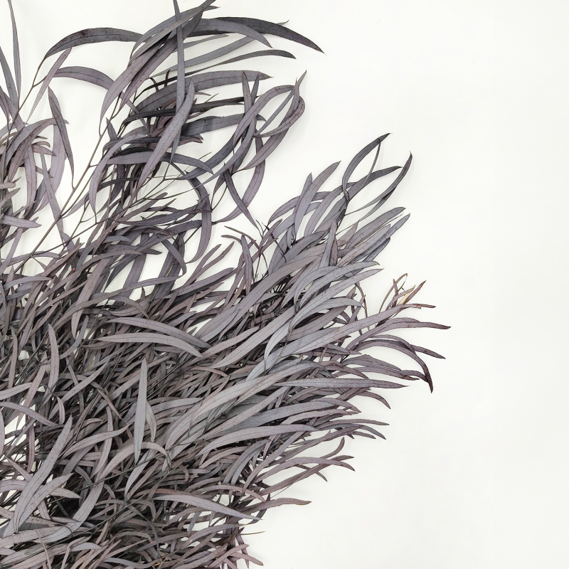 Eukaliptus Nicoly Ciemno bordowy zbliz.png