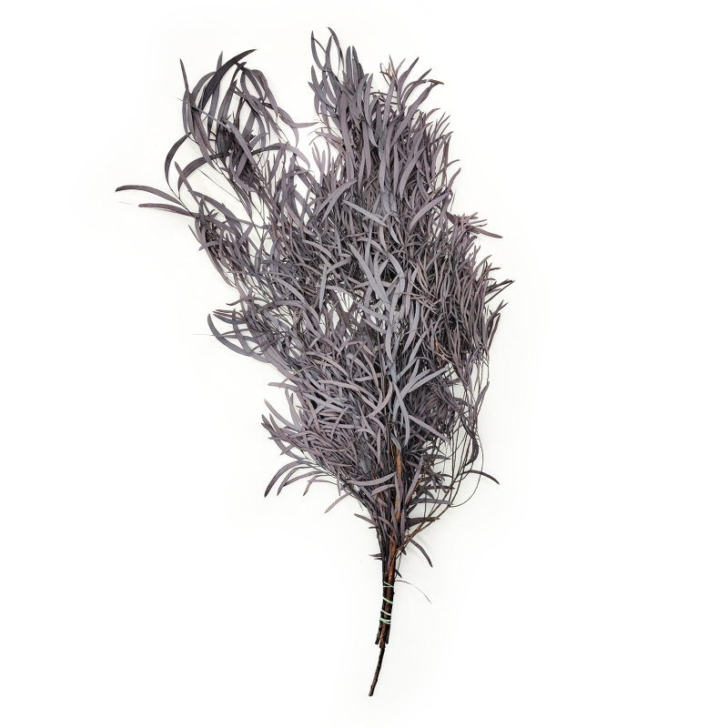 Eukaliptus Nicoly Ciemno bordowy.png