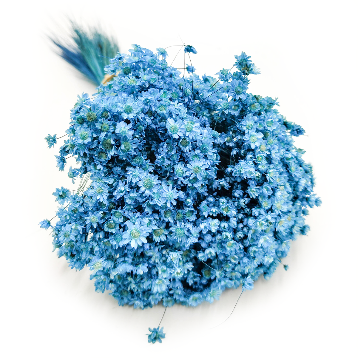 Dried Glixia - (Marcela) - Blue