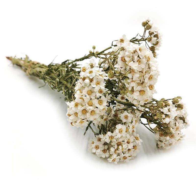 Dried Daisy - Oxodia - Natural