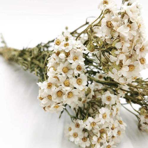 oxodia biała stabilizowanan 1.jpg