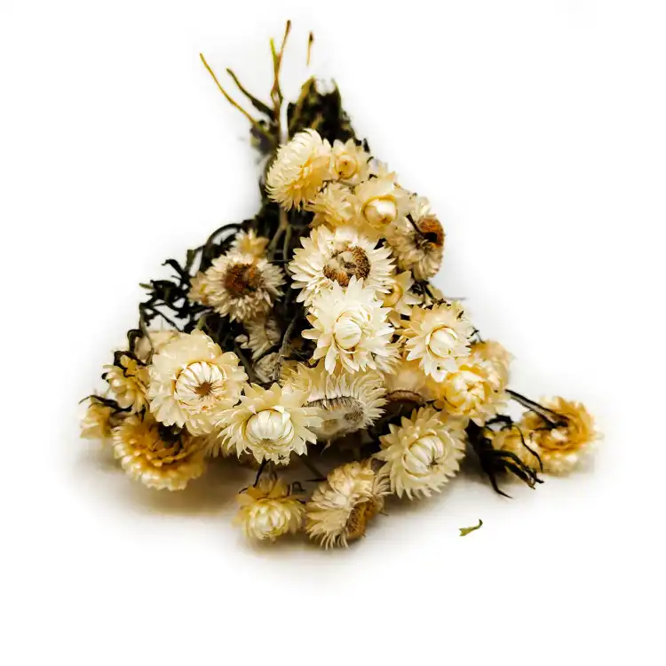 Helichrysum naturalne suszona kocanka Granvia okl1.png