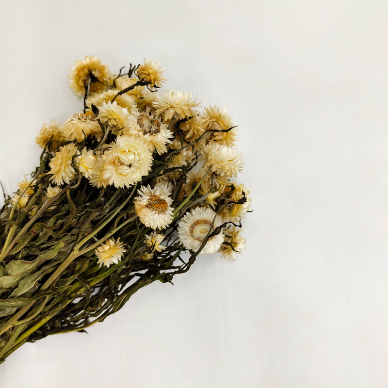 Helichrysum naturalne suszona kocanka Granvia zbliz.png