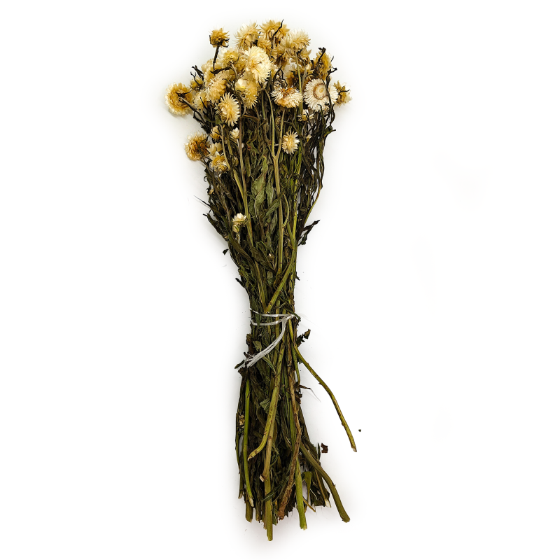 Helichrysum naturalne suszona kocanka Granvia.png