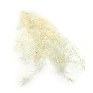 Preserved Asparagus - Sprengeri - Bleached