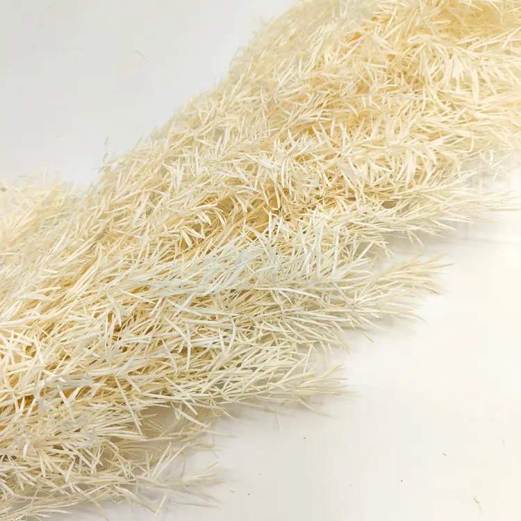 Asparagus Bielony zbl1.png