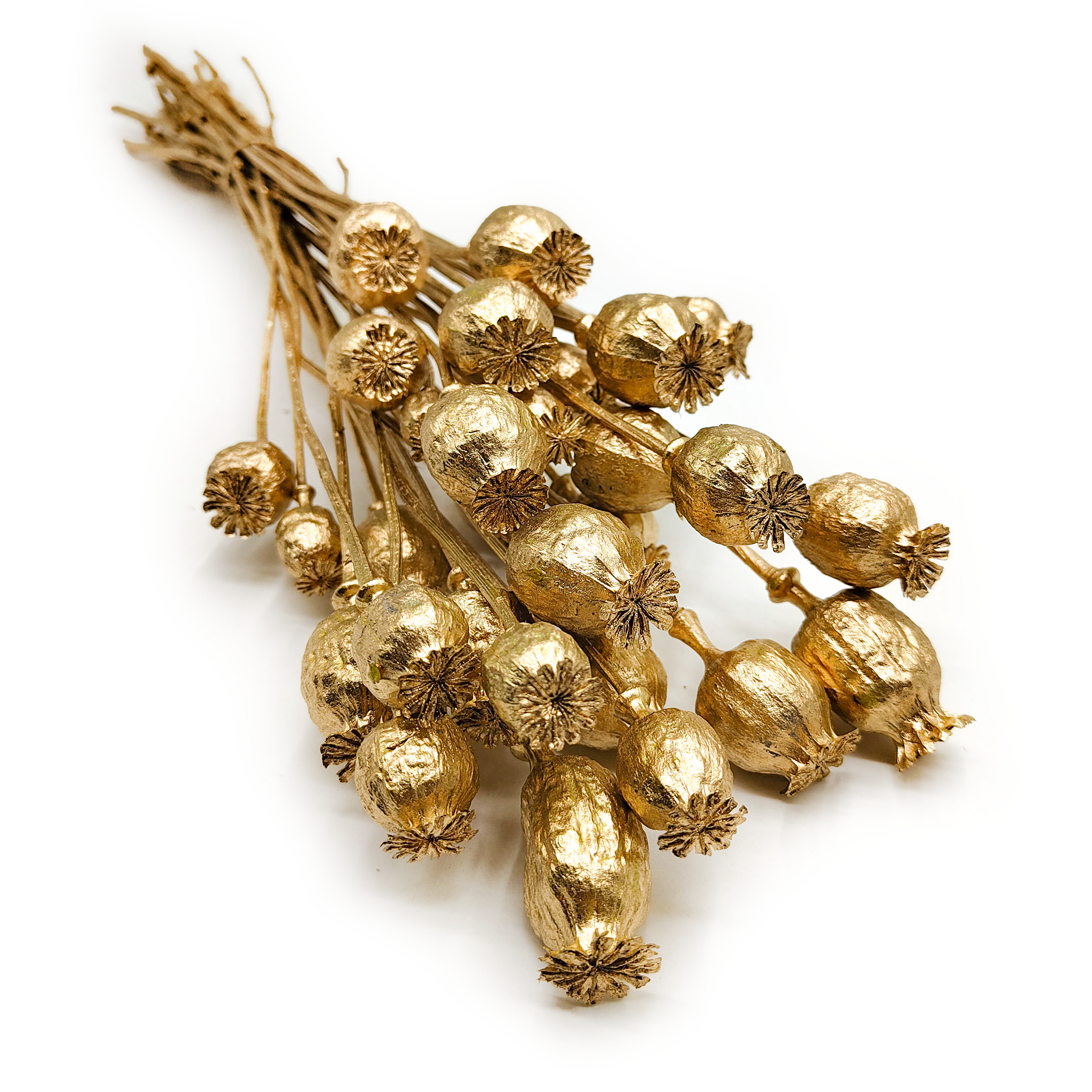 Dried Papaver - Poppy Pods - Gold