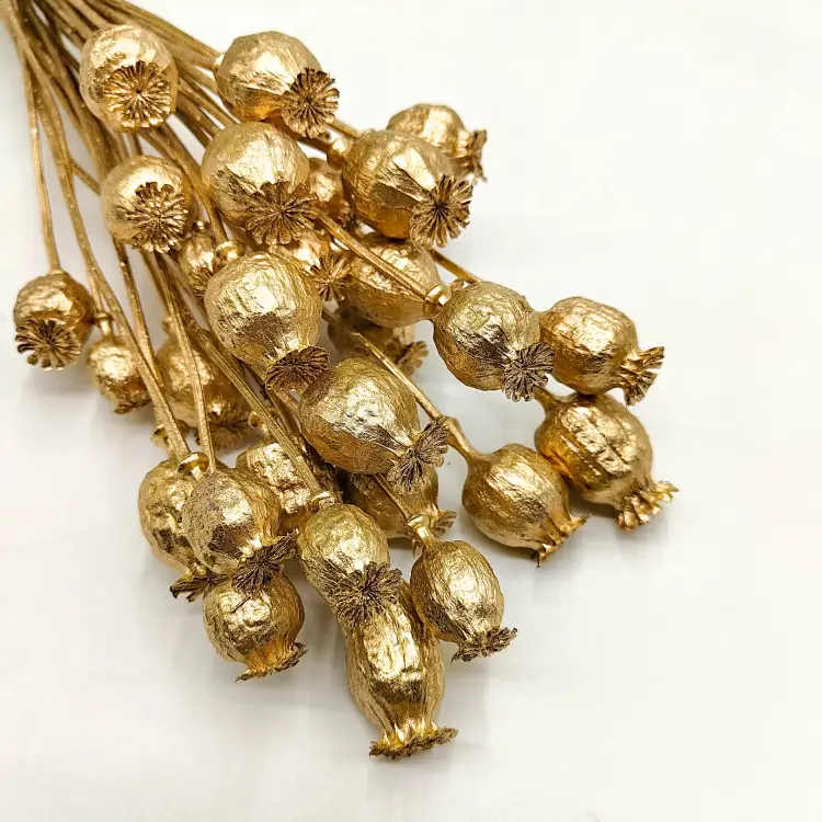 makówka złota Papaver złoty suszony zbl1.png