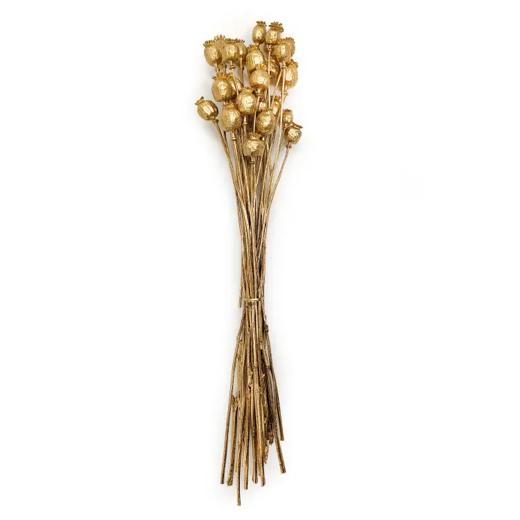 makówka złota Papaver złoty suszony caly.png