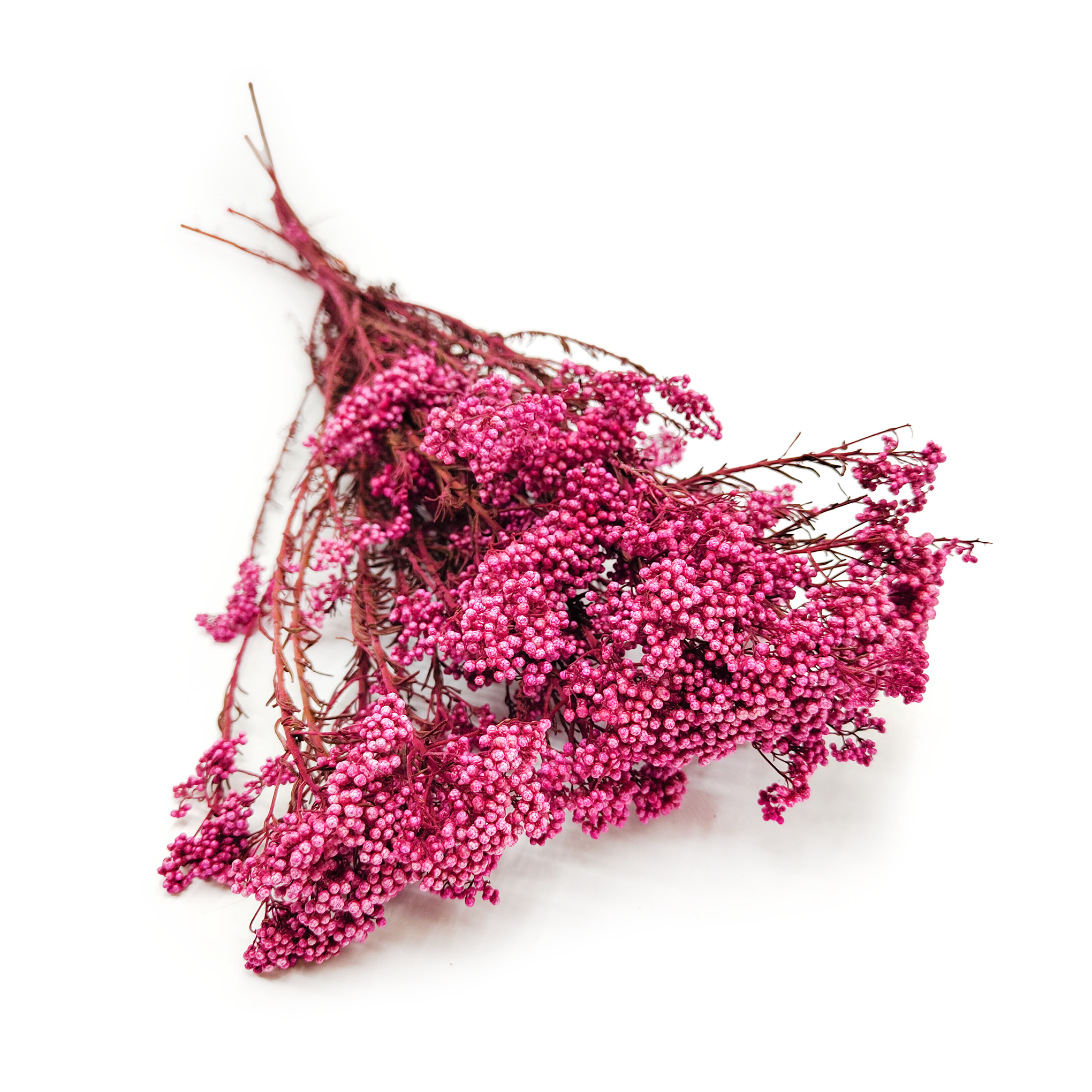 Preserved Ozothamnus - Diosmi - Pink