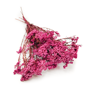 Preserved Ozothamnus - Diosmi - Pink