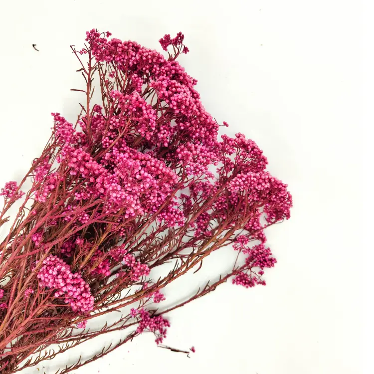 Diodmi Stabilizowane Różowe zbl.png