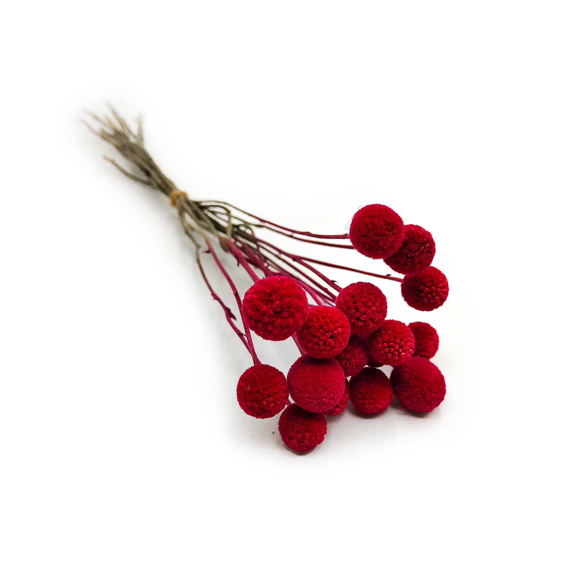 Dried Craspedia (Craspedia) - Red - Bouquet of 16 pcs