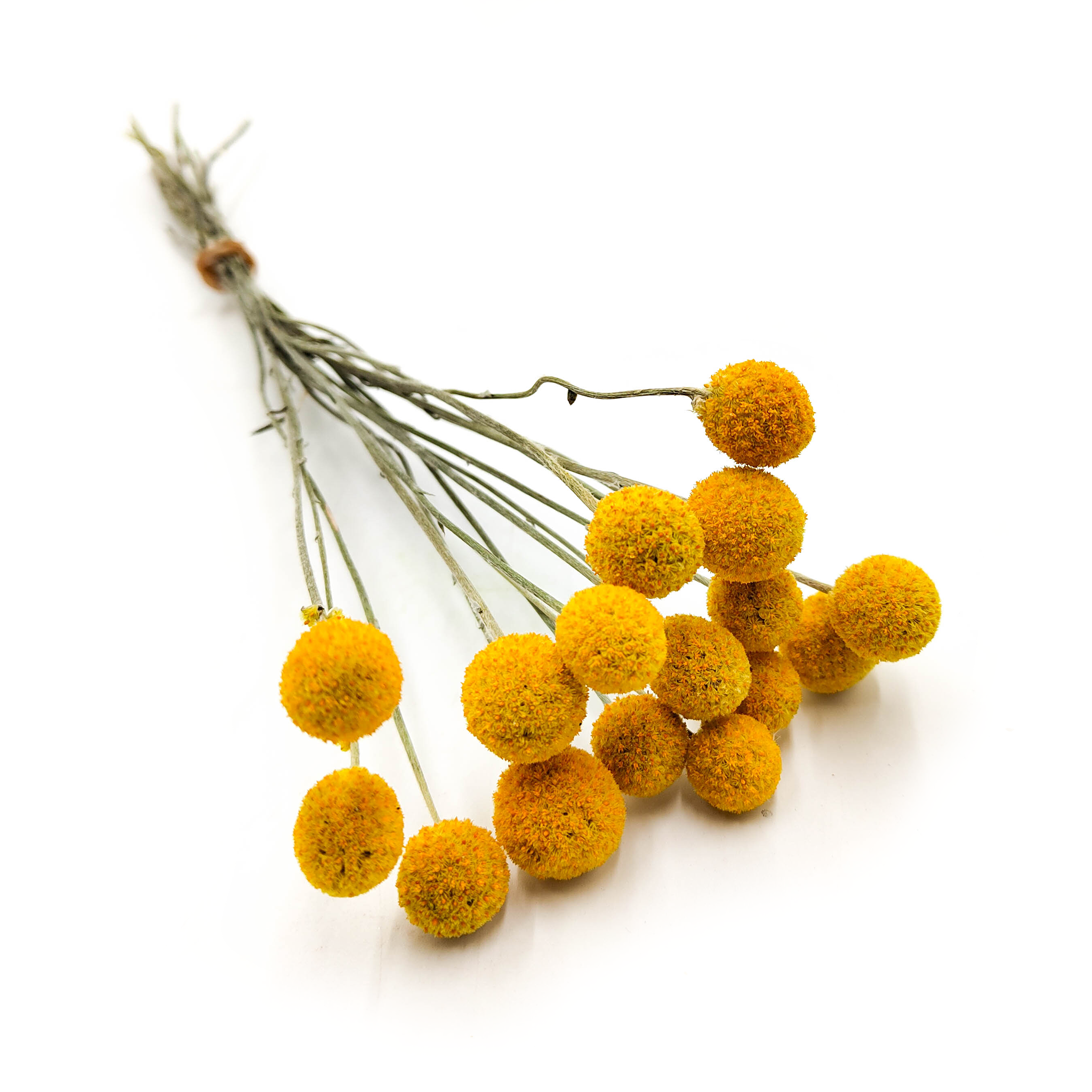 Dried Craspedia (Craspedia Natural) - Yellow - Bouquet of 16 pcs