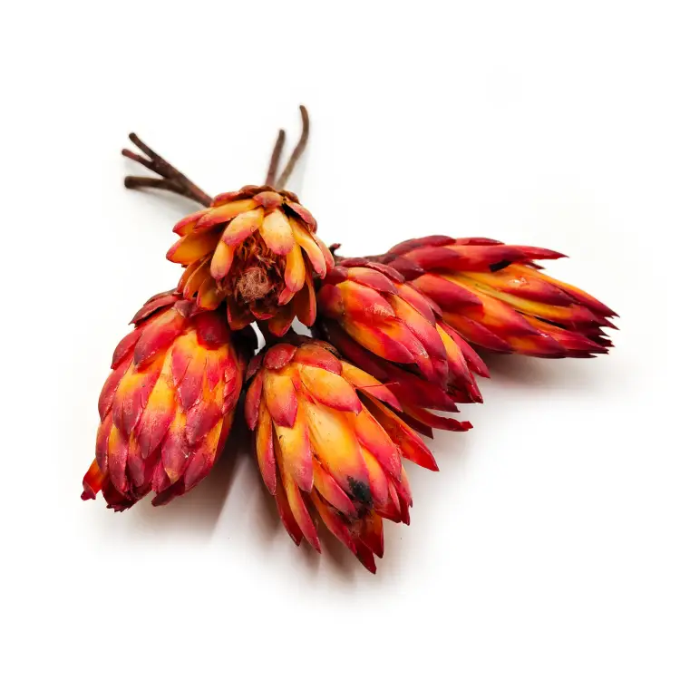 Protea Repens protea suszona czerwona okl.png