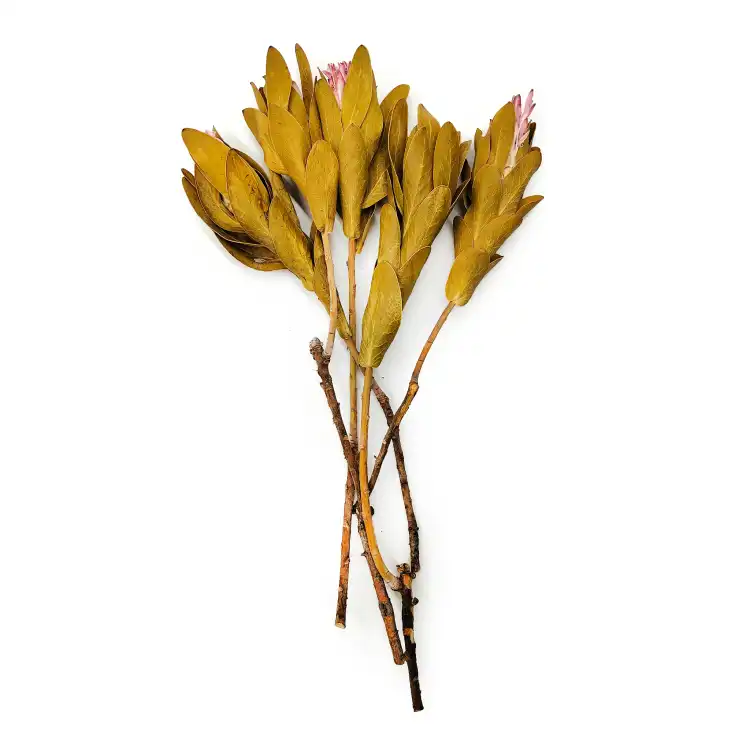 Protea Repens protea suszona rózowa z lisciem.png