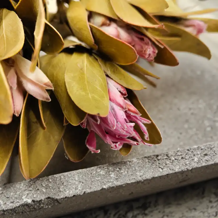 Protea Repens protea suszona rózowa z lisciem4.png