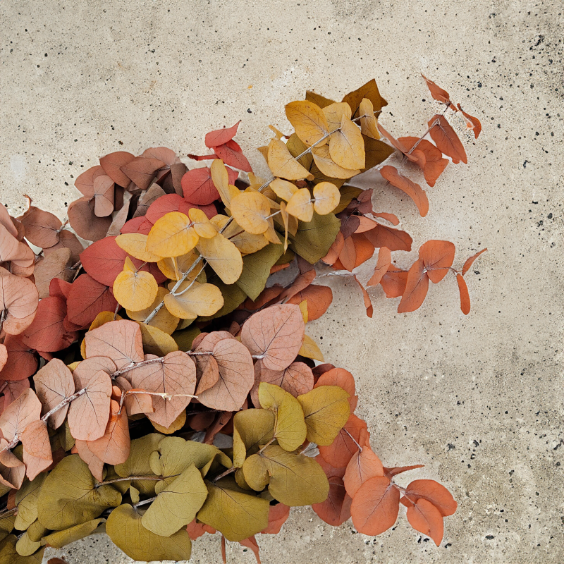 Eukaliptus Stuartiana Stewartiana Jesienny MIX bukiet zbl1.png