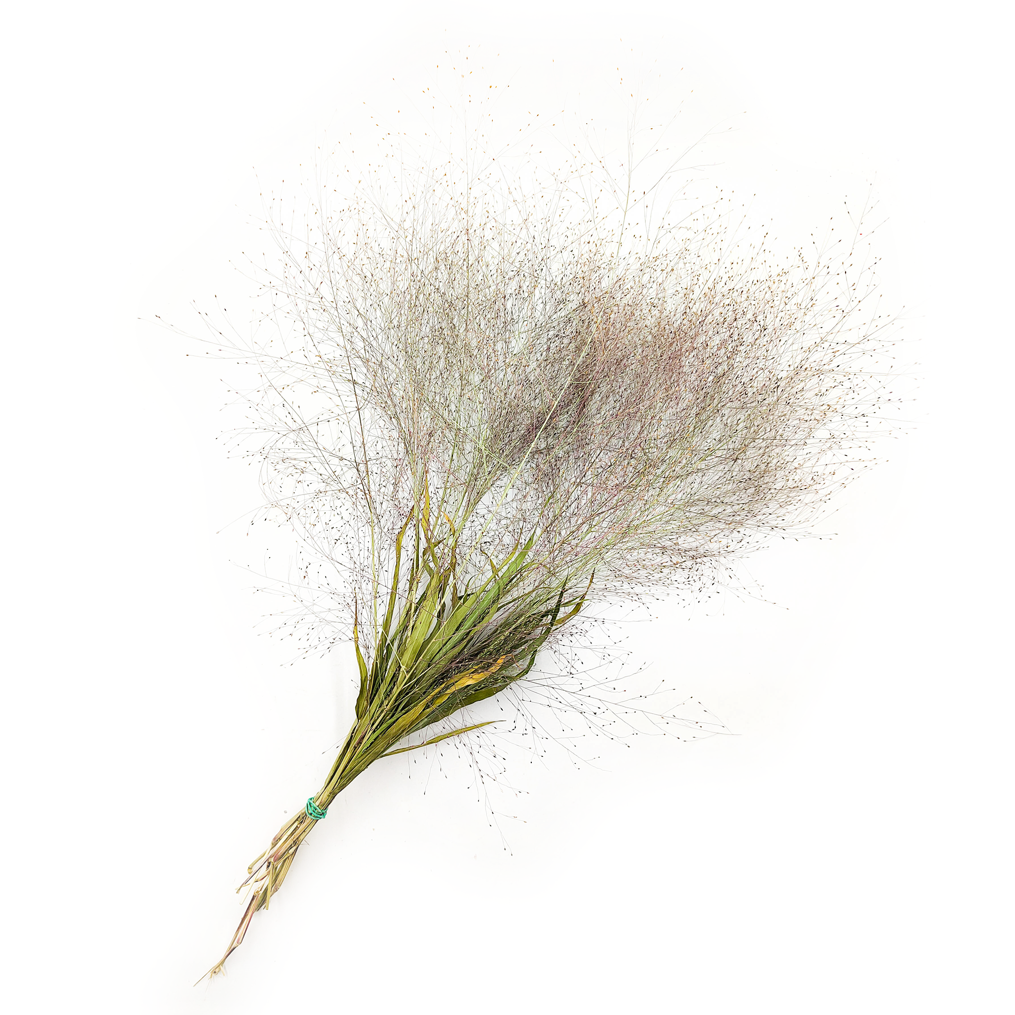 Switchgrass (Panicum virgatum) - Natural