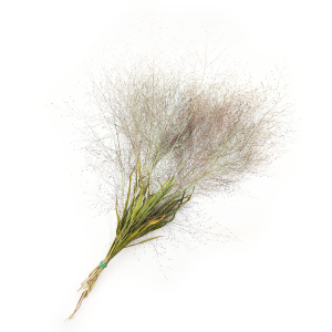 Switchgrass (Panicum virgatum) - Natural