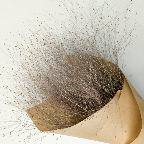 Suszone Proso Rózgowate Naturalne zbl.png