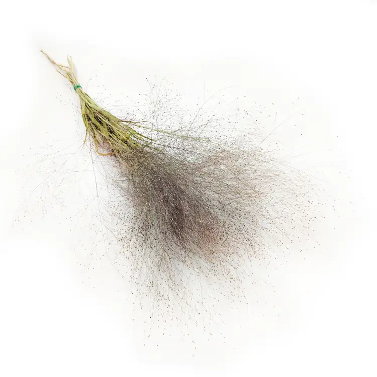 Suszone Proso Rózgowate Naturalne okl.png