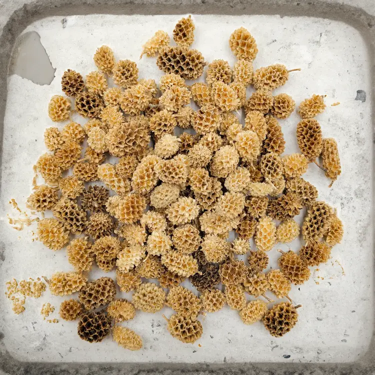 Casurina Bleached Bielona zbl2.png