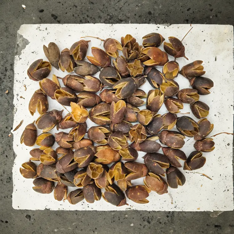 Bakuli Suszone Naturalne 100g.png