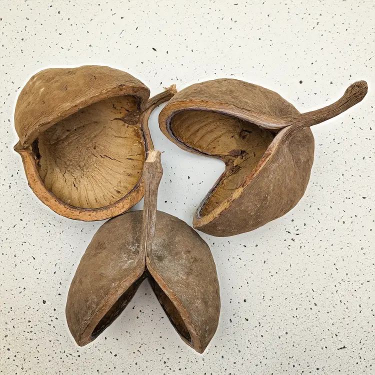 Budda Nut Natural zbl3.png