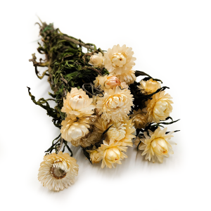 Helichrysum bracteatum Dried - Everlasting Flower - White