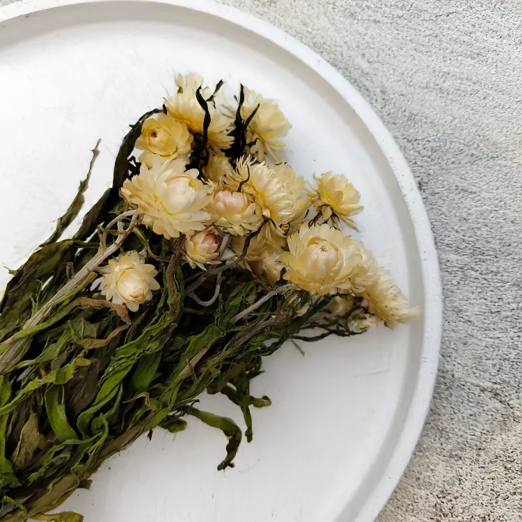 Kocanka Biała Naturalna caly bukiet zbl.png