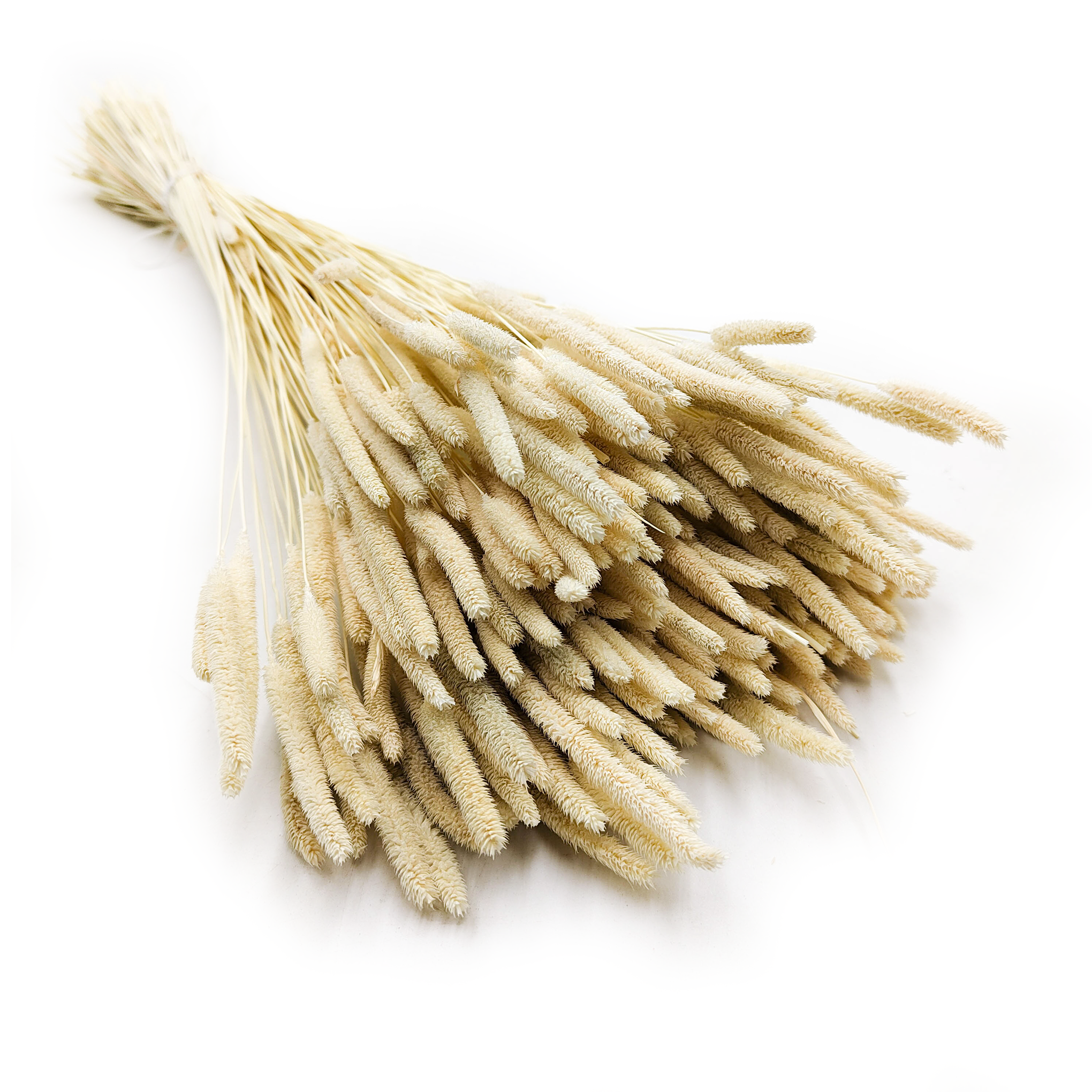 Dried Timothy Grass - Bleached