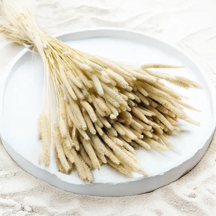 Tymotka bielona suszona okl3.png