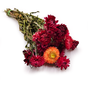 Helichrysum bracteatum Dried - Everlasting Flower - Red